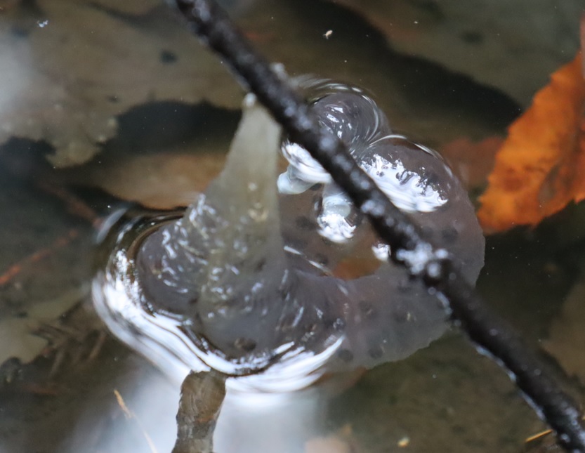 里山Y 山の中のひっそりとした水溜まり トウキョウサンショウウオの卵塊3_2022年3月24日16時30分頃_気温13度